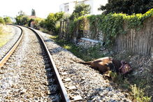 Cadáver ficou junto à linha férrea