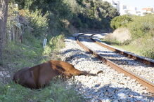 Cadáver ficou junto à linha férrea