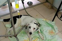 'Nuvem Viajante' nunca deixou de esperar pelo dono que a abandonou