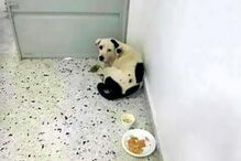 'Nuvem Viajante' nunca deixou de esperar pelo dono que a abandonou