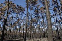 Devastação deixada pelos fogos no Pinhal de Leiria