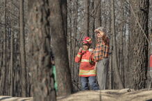 Devastação deixada pelos fogos no Pinhal de Leiria
