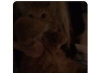 Mensagens trocadas entre Bruno Maçães e a jornalista Lily Lynch