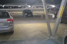 Porco passeou por supermercado de Alcochete