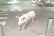 Porco passeou por supermercado de Alcochete