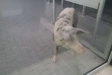 Porco passeou por supermercado de Alcochete