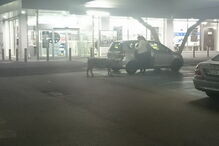 Porco passeou por supermercado de Alcochete