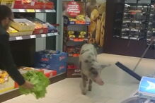 Porco passeou por supermercado de Alcochete	