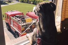 Cadela vive no quartel e é a mascote dos bombeiros. Calendário solidário à venda por 3,5 euros