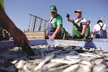 Pescadores param pois dizem que não há qualquer espécie alternativa à sardinha que compense a ida para o mar