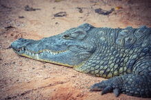 Crocodilo