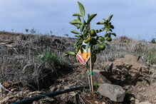 Seca extrema no Algarve deixa região do sotavento interior sem água