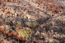 Mação, fogos, incêndio, floresta, ardida, queimada