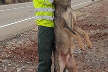 2017-11-29_09_54.42 lobo.PNG