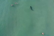 Tubarão filmado em Miami