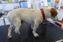 animal, cão, veterinário