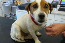 animal, cão, veterinário