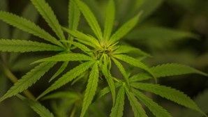 Ordem dos Médicos avisa que prescrição de medicamento com cannabis "exige todos os cuidados" 