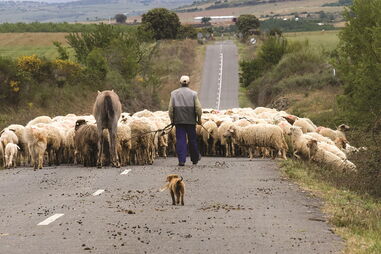 Iam furtar gado ovino