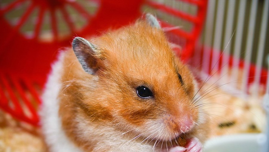 Os hamsters são pequenos mamíferos roedores e podem viver até três anos 