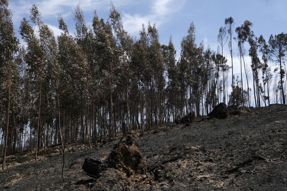 Eucaliptos queimados nos incêndios