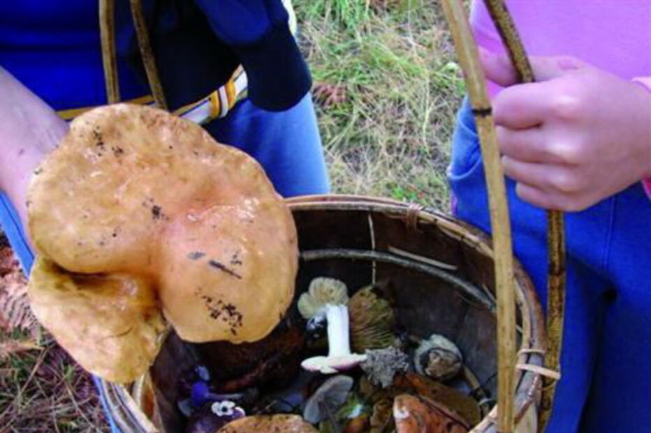 Cogumelos silvestres