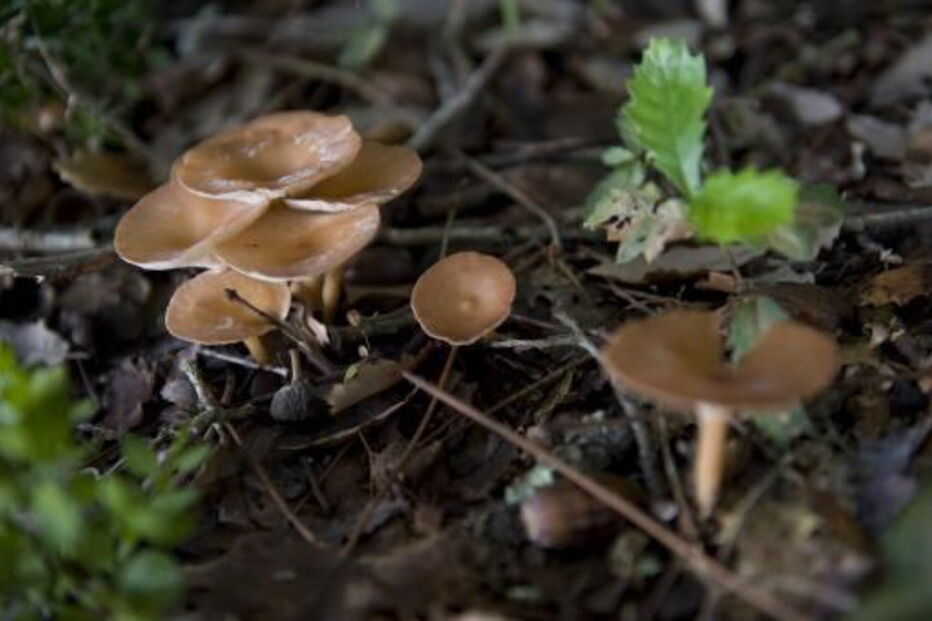 Cogumelos silvestres