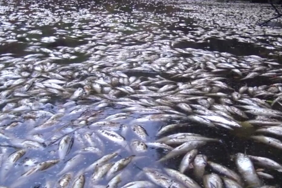 Poluição mata milhares de peixes