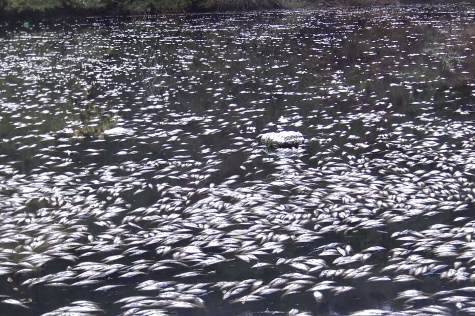 Poluição no rio Tejo mata milhares de peixes