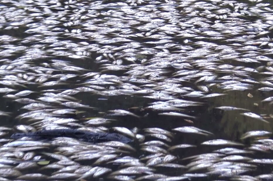 Poluição mata milhares de peixes