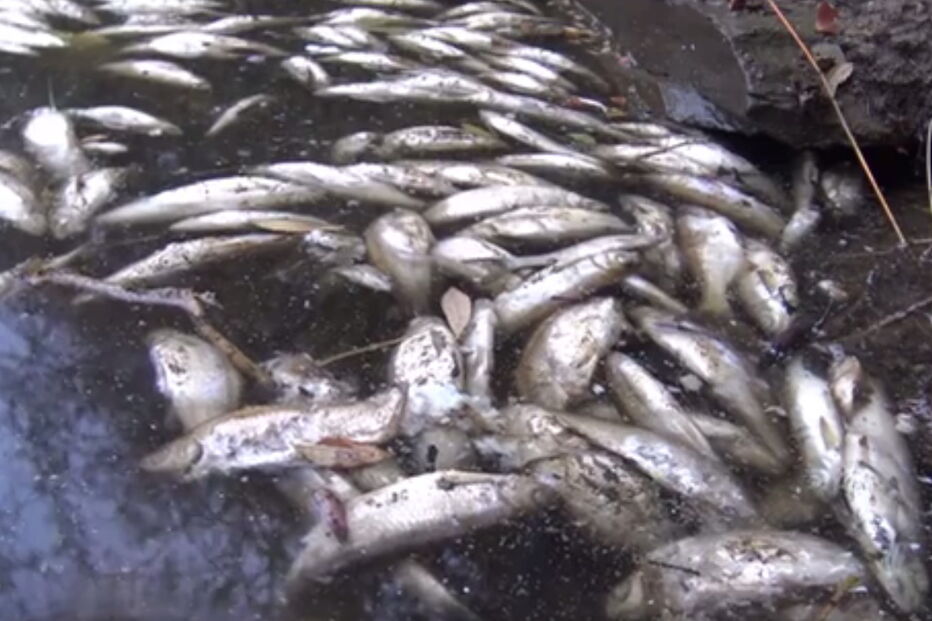 Poluição no rio Tejo mata milhares de peixes
