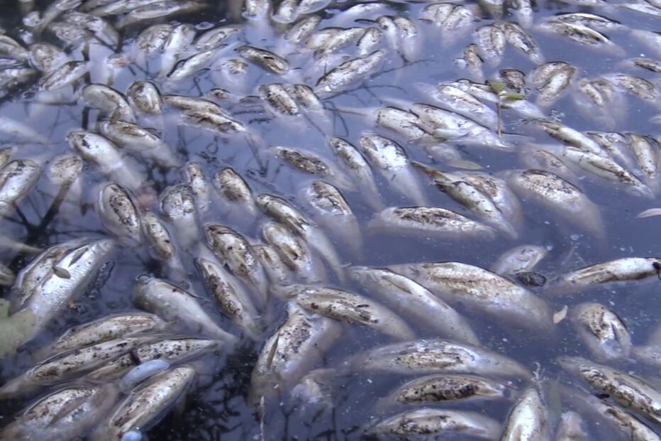Poluição no rio Tejo mata milhares de peixes