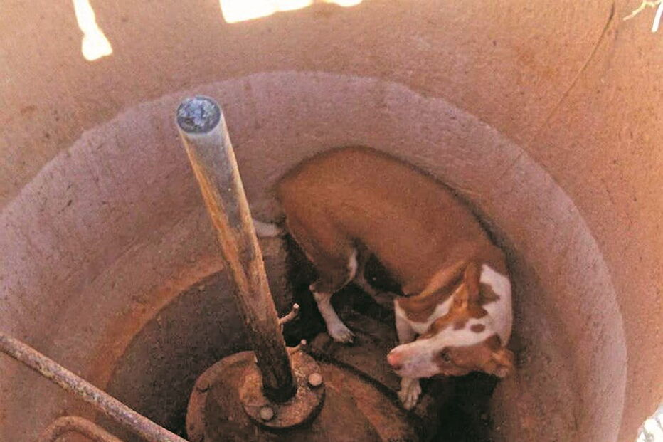 Animal não conseguia sair pelos próprios meios e acabou por ser retirado pelos bombeiros