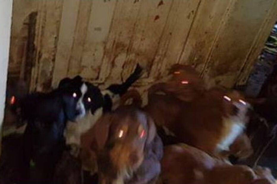 2017-11-08_16_37.46 caes1.PNG