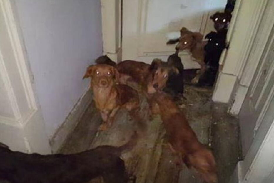 2017-11-08_16_37.56 caes.PNG