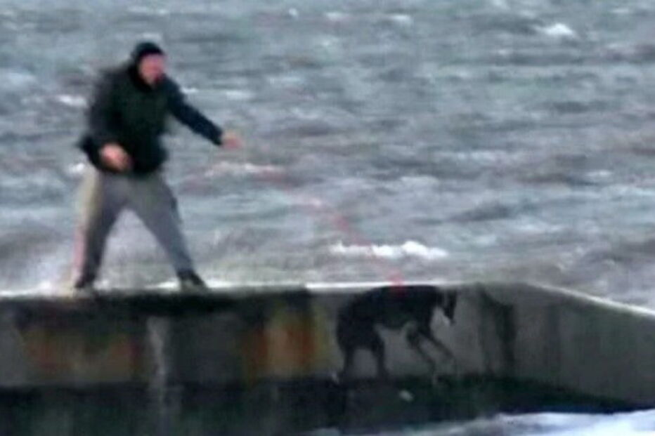 Homens atiram cães para mar gelado 