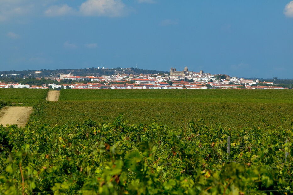 Pêra-Manca, tinto, vinho, alentejo