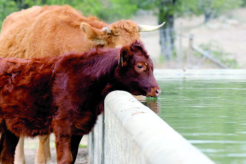 seca, água, chuva, Viseu