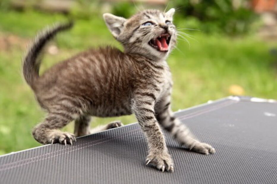 Gato, garras, Japão