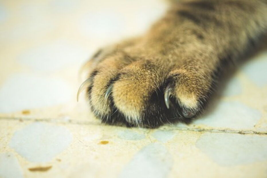 Gato, garras, Japão