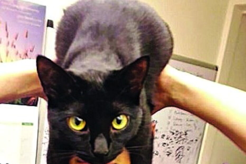 Tirar fotos com gatos na cabeça é a nova mania na internet