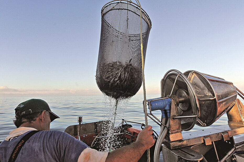 Pesca da sardinha está parada desde o final do mês de outubro devido ao defeso obrigatório da espécie