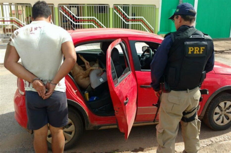 porco, carro, Brasil 