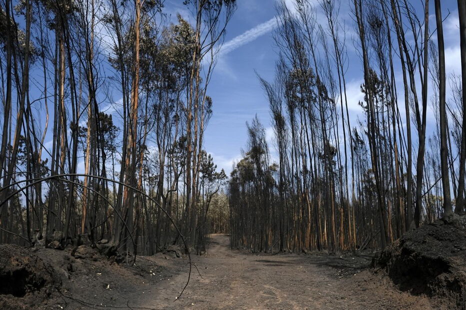 Eucaliptais ardidos na zona de Pedrógão Grande