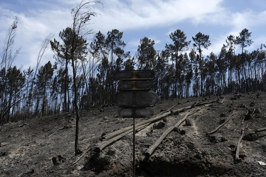 Eucaliptais ardidos na zona de Pedrógão Grande