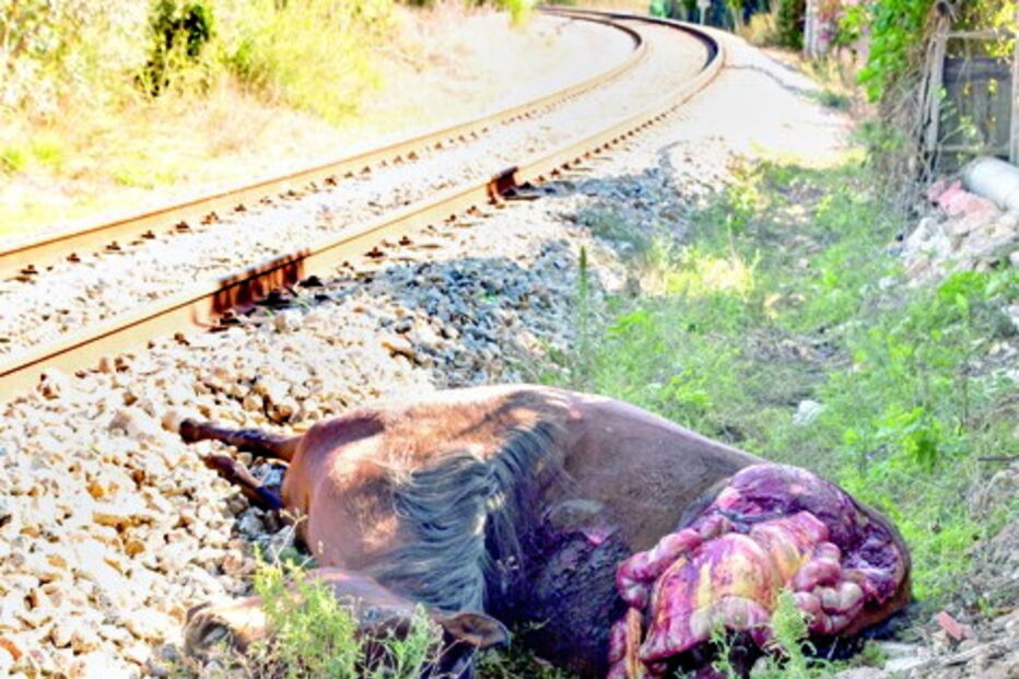Cadáver ficou junto à linha férrea