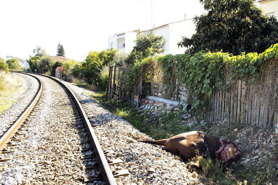 Cadáver ficou junto à linha férrea