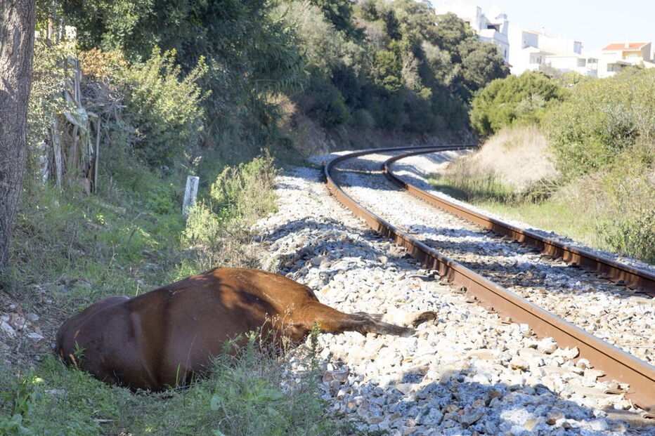Cadáver ficou junto à linha férrea