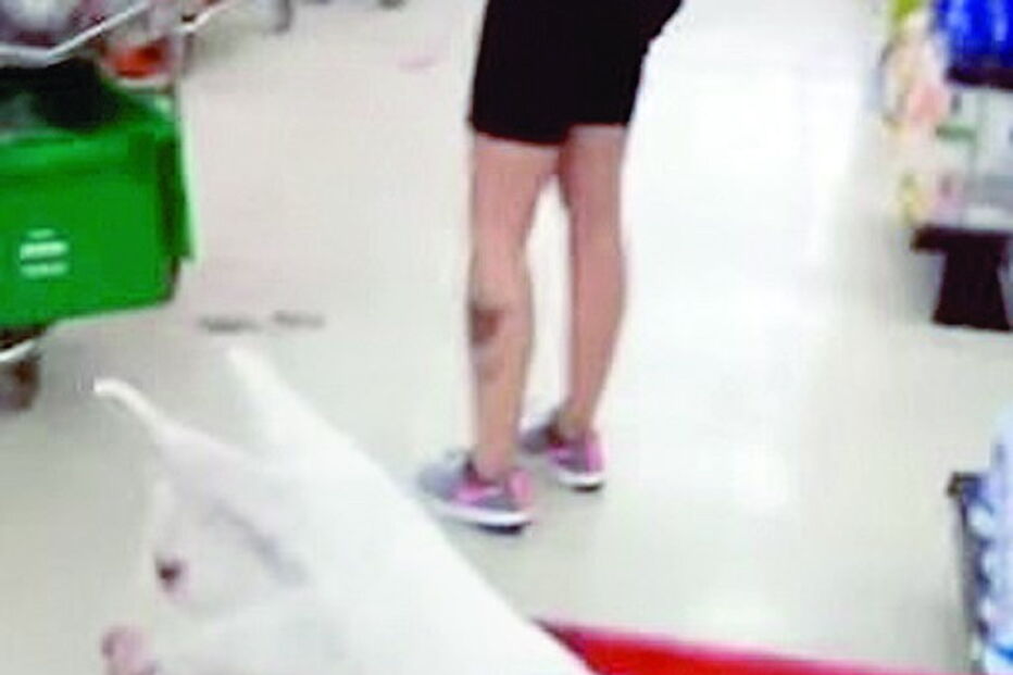 Mulher leva animal ‘invulgar’ às compras