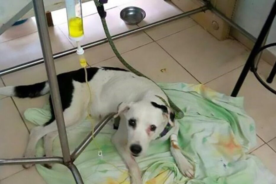 'Nuvem Viajante' nunca deixou de esperar pelo dono que a abandonou